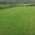 草坪草马尼拉