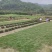草坪草马尼拉