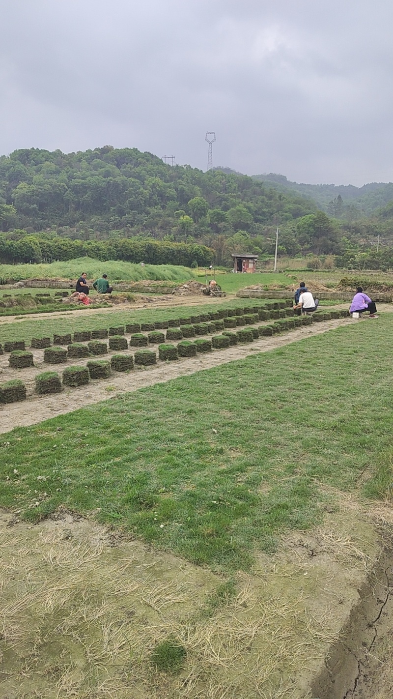 草坪草马尼拉