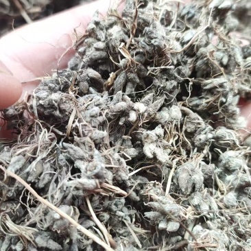 中药猫爪草