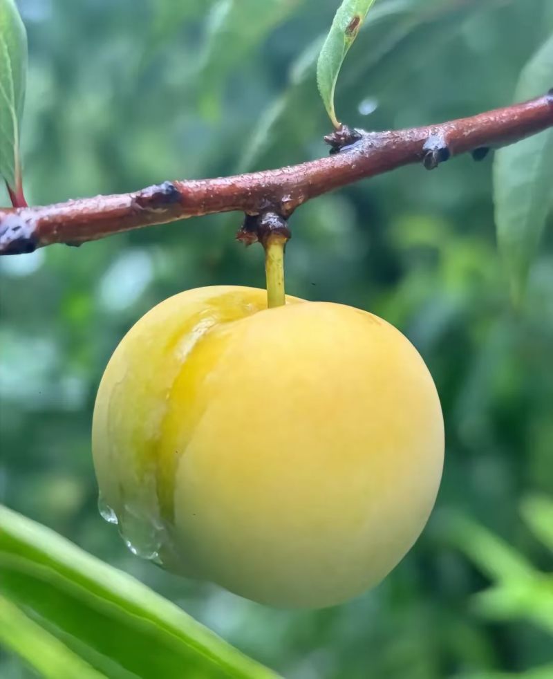 李子一箱十斤装