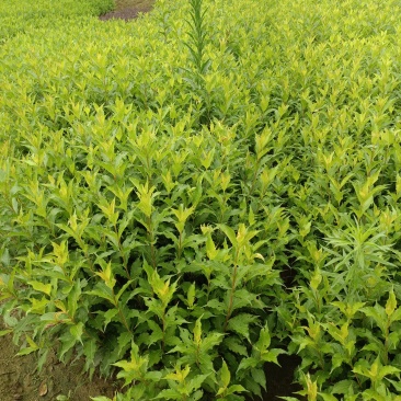 锦带苗芙蓉王锦带地苗，40~70公分高