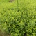 锦带苗芙蓉王锦带地苗，40~70公分高