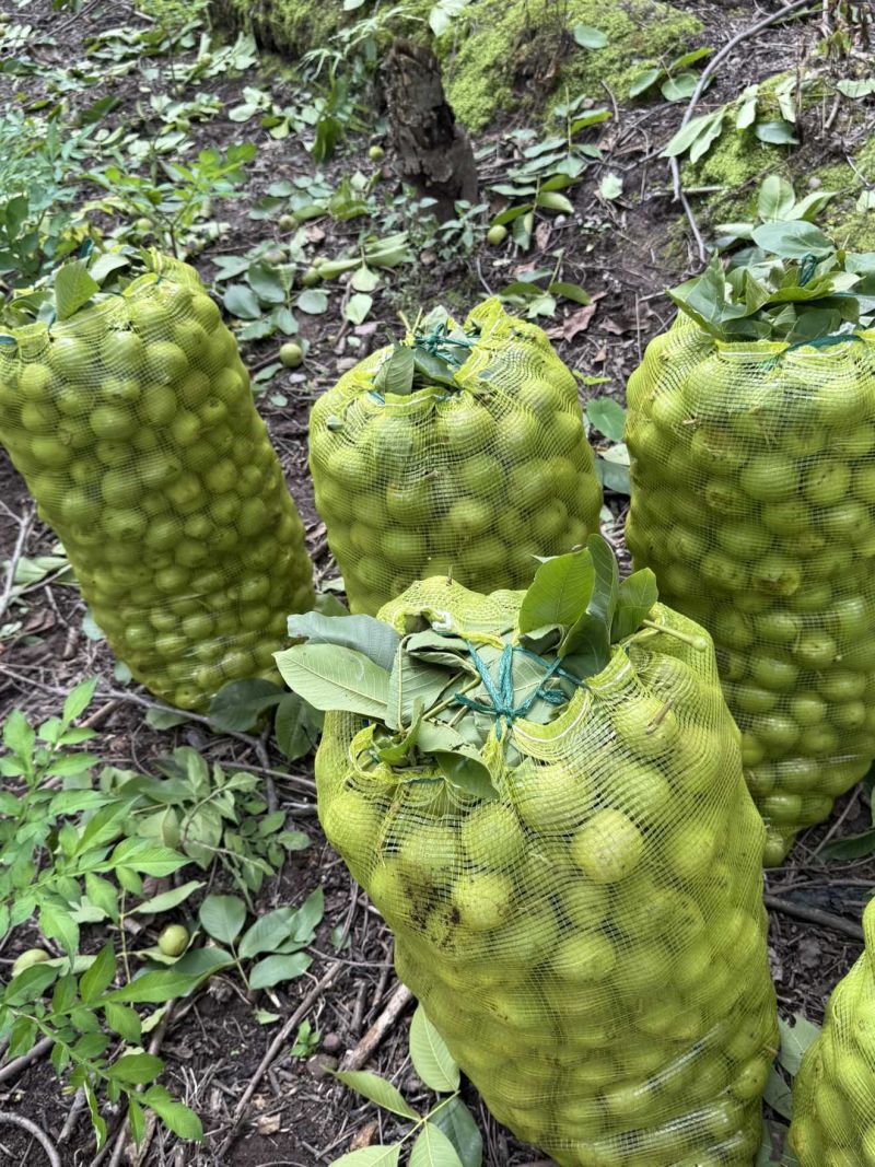 核桃老树核桃，个头饱满