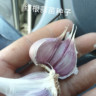 大蒜通货
