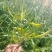 黄花菜精品