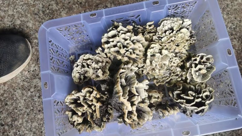 干巴菌撕好的