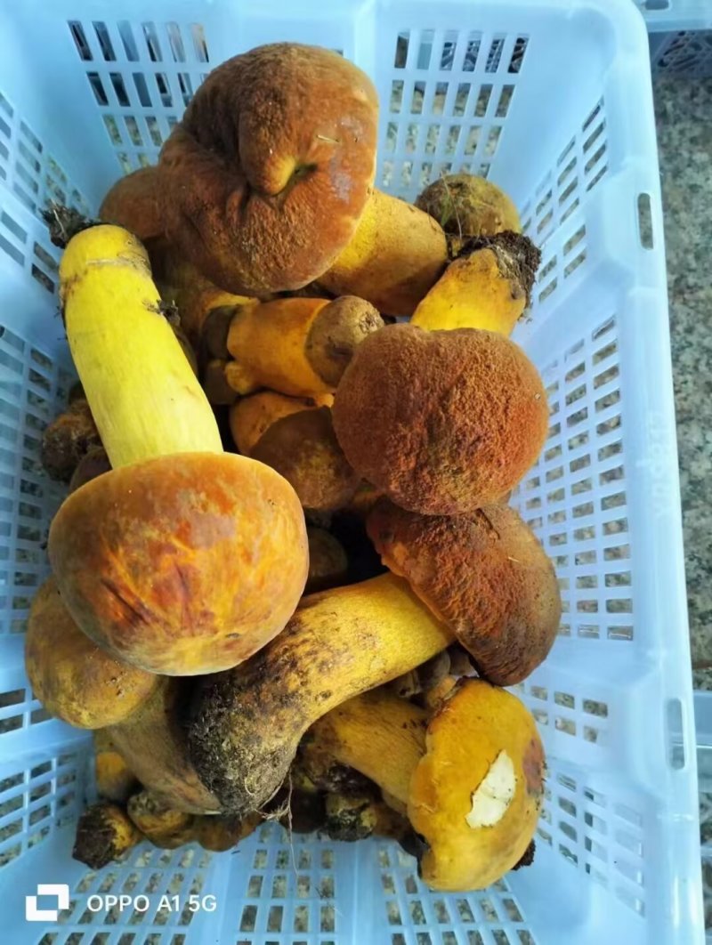 黄牛肝菌