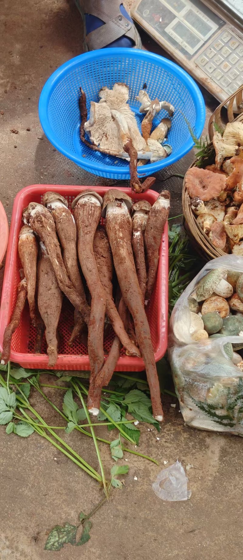 鸡枞菌