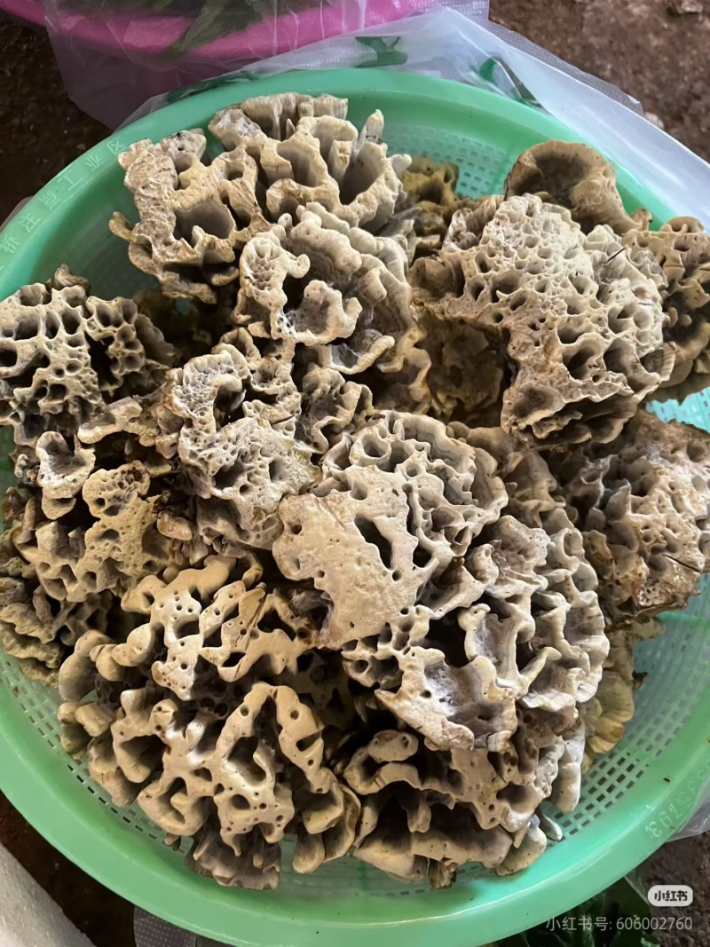 干巴菌撕好的