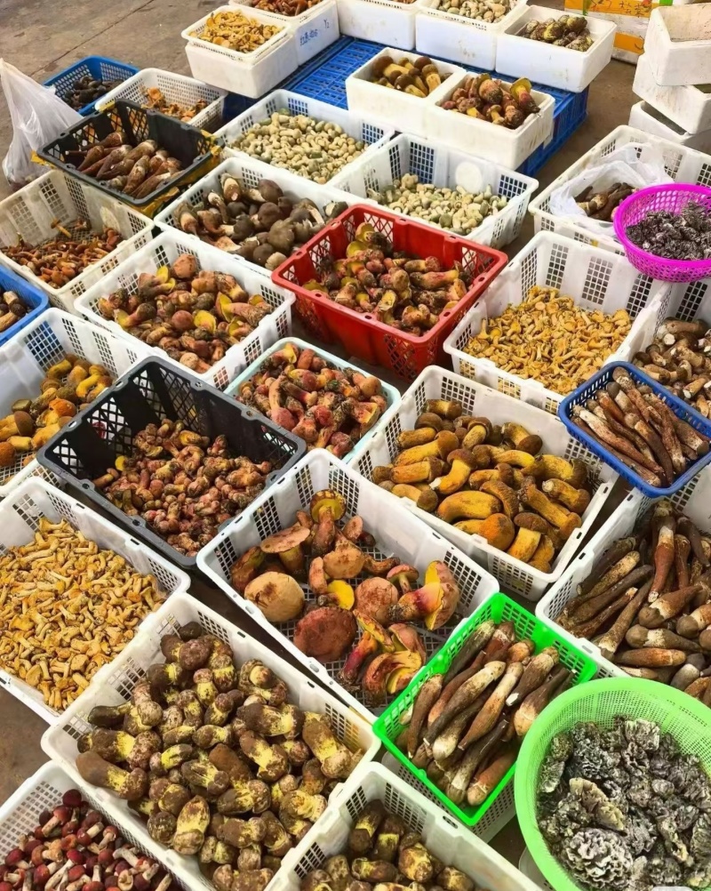 干巴菌撕好的