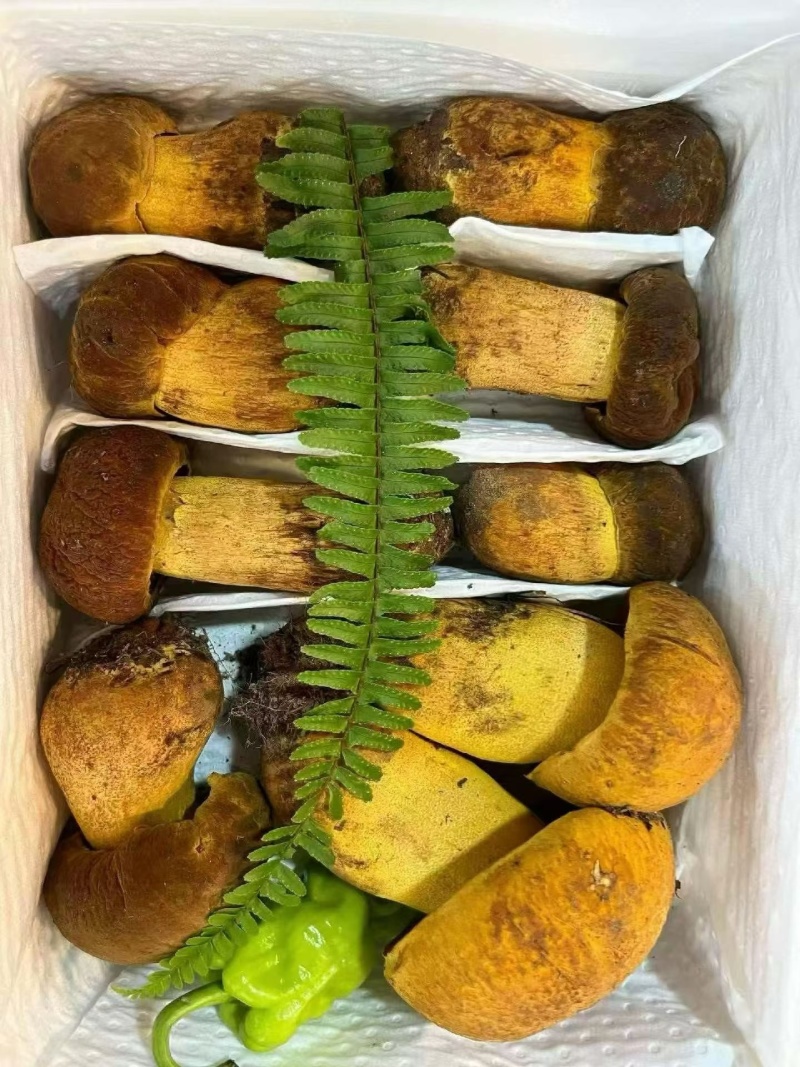 黄牛肝菌