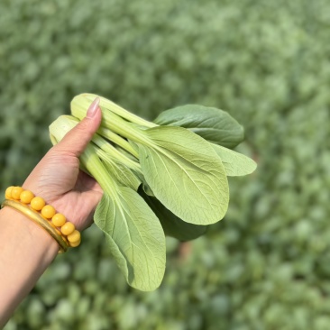 快菜精品小中棵