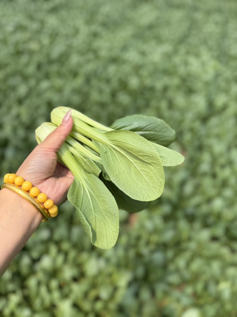 快菜精品小中棵