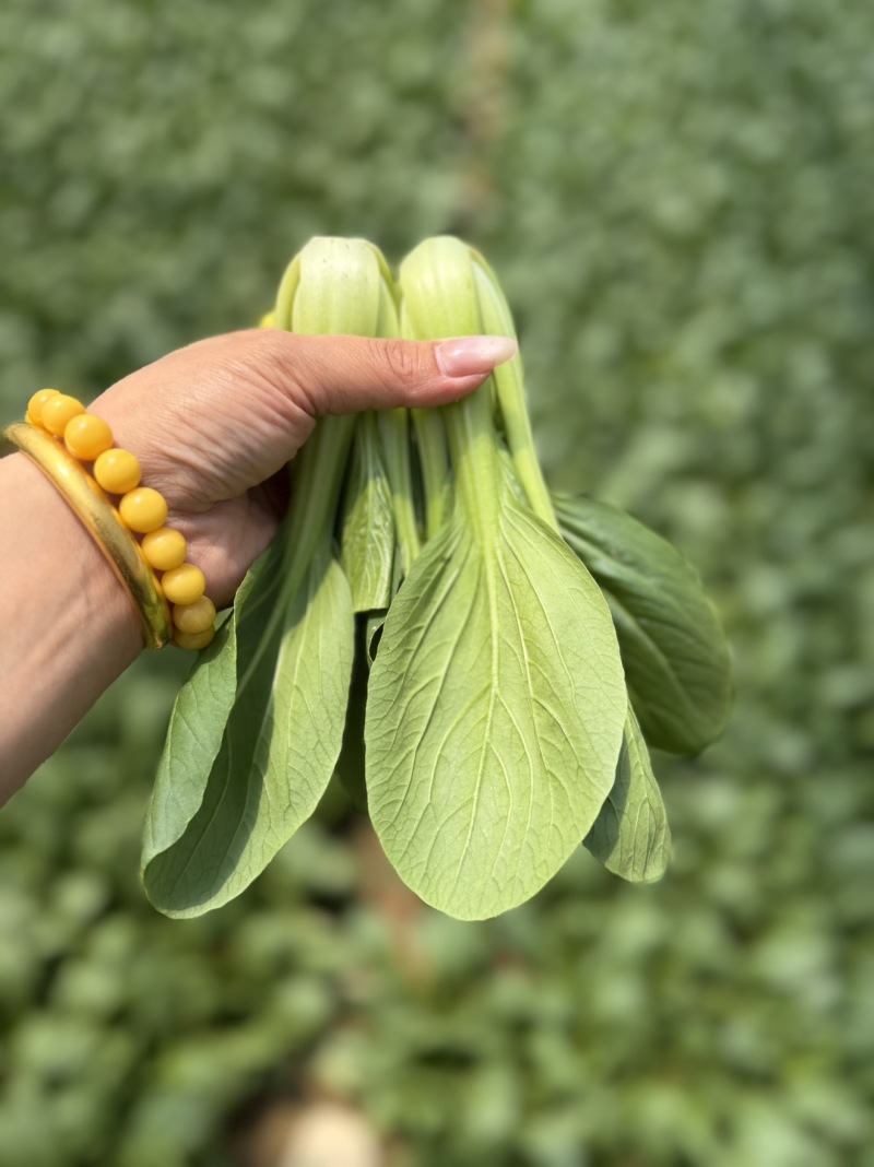 快菜精品小中棵