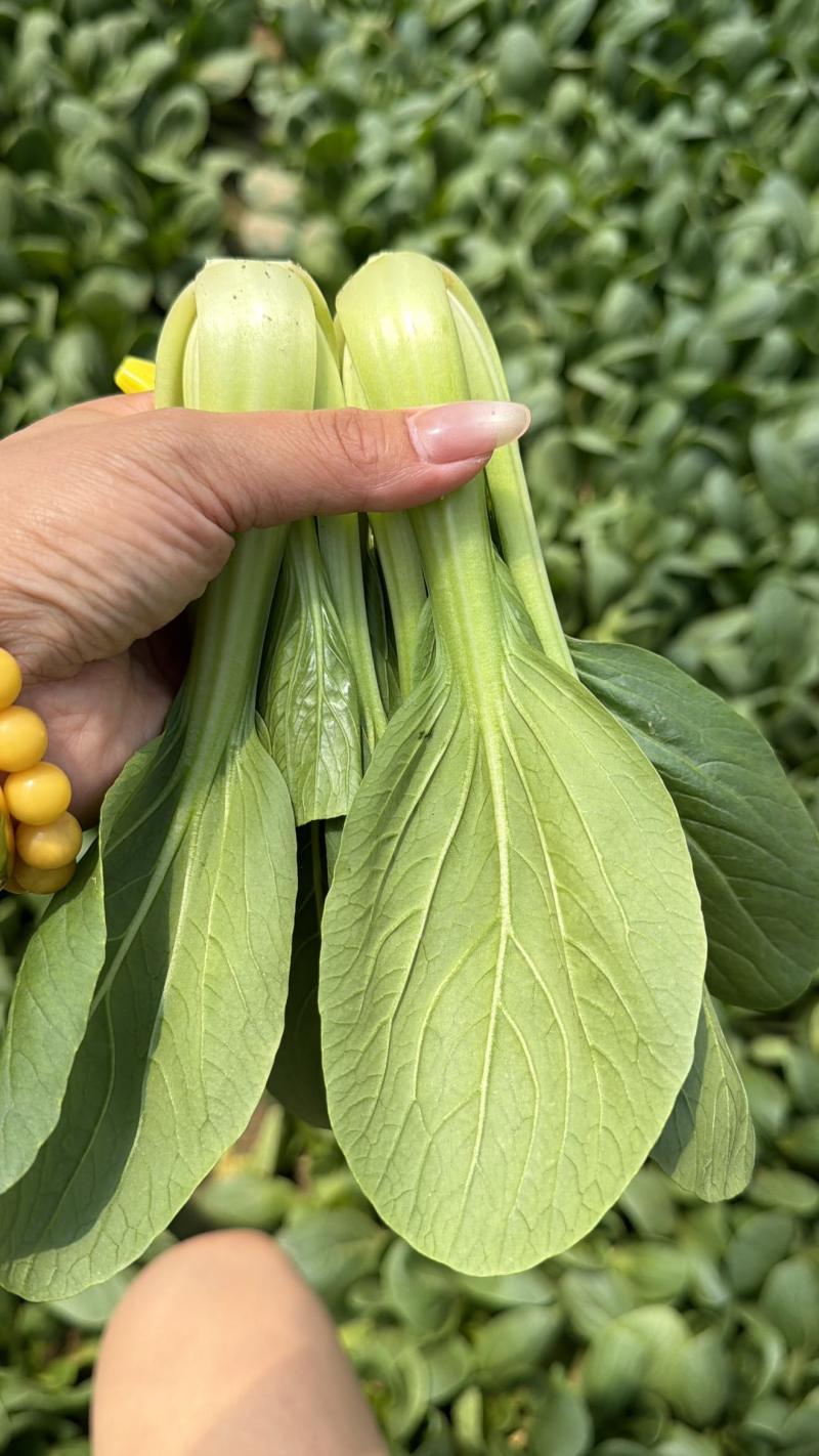 快菜精品小中棵