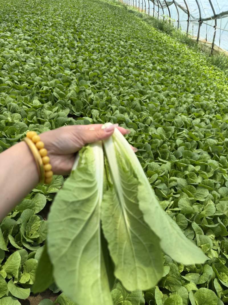 快菜精品小中棵