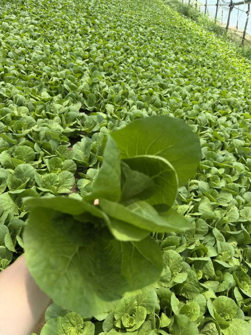 快菜精品小中棵