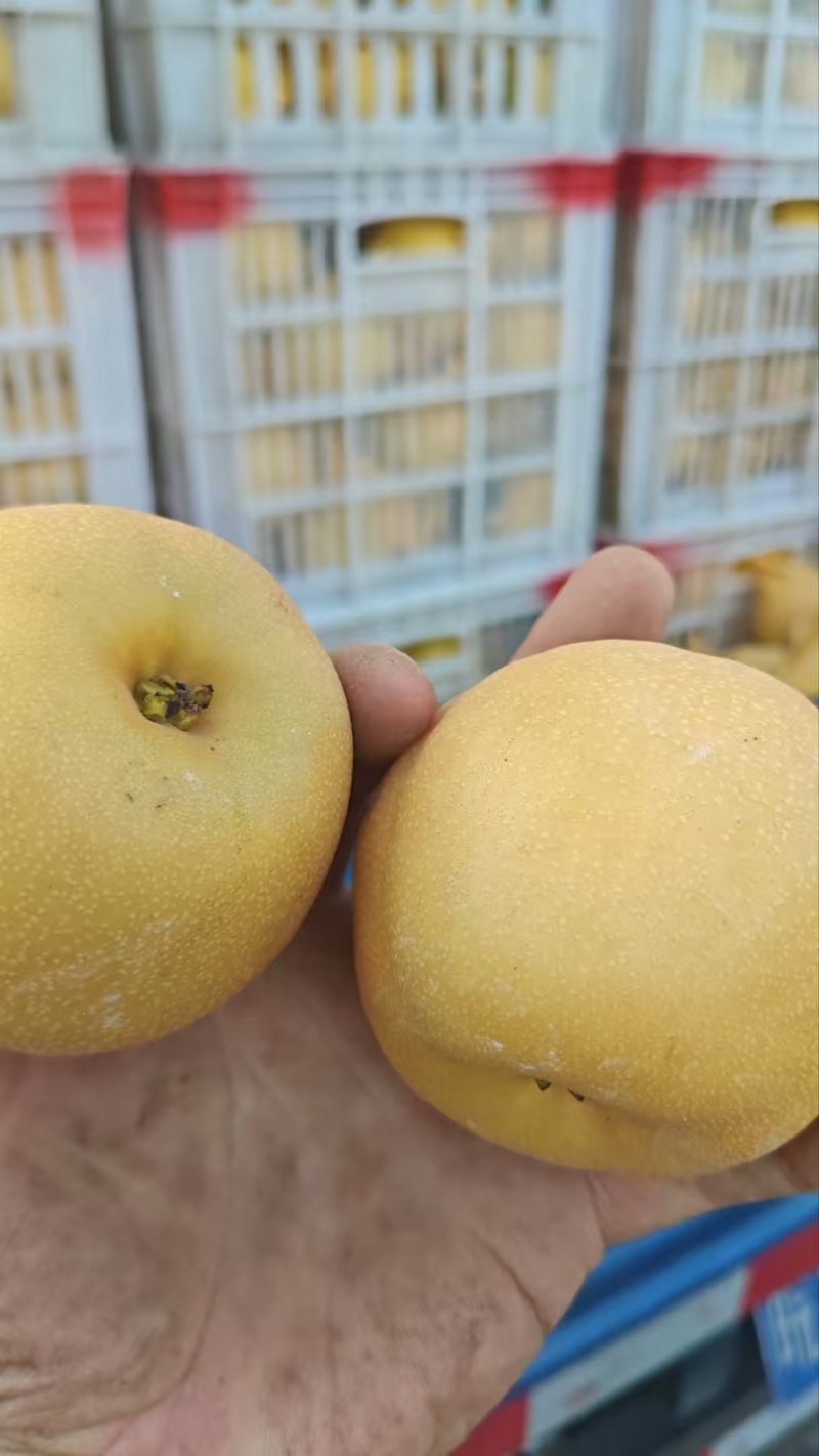 梨规格不限