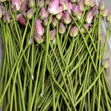 荷花颗