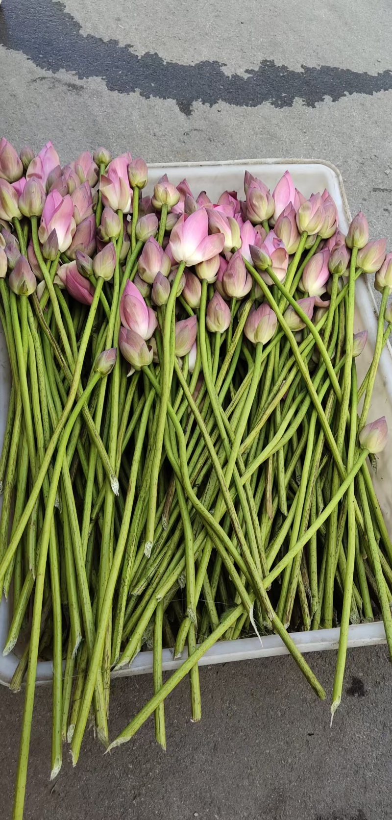 荷花颗