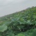 荷花颗