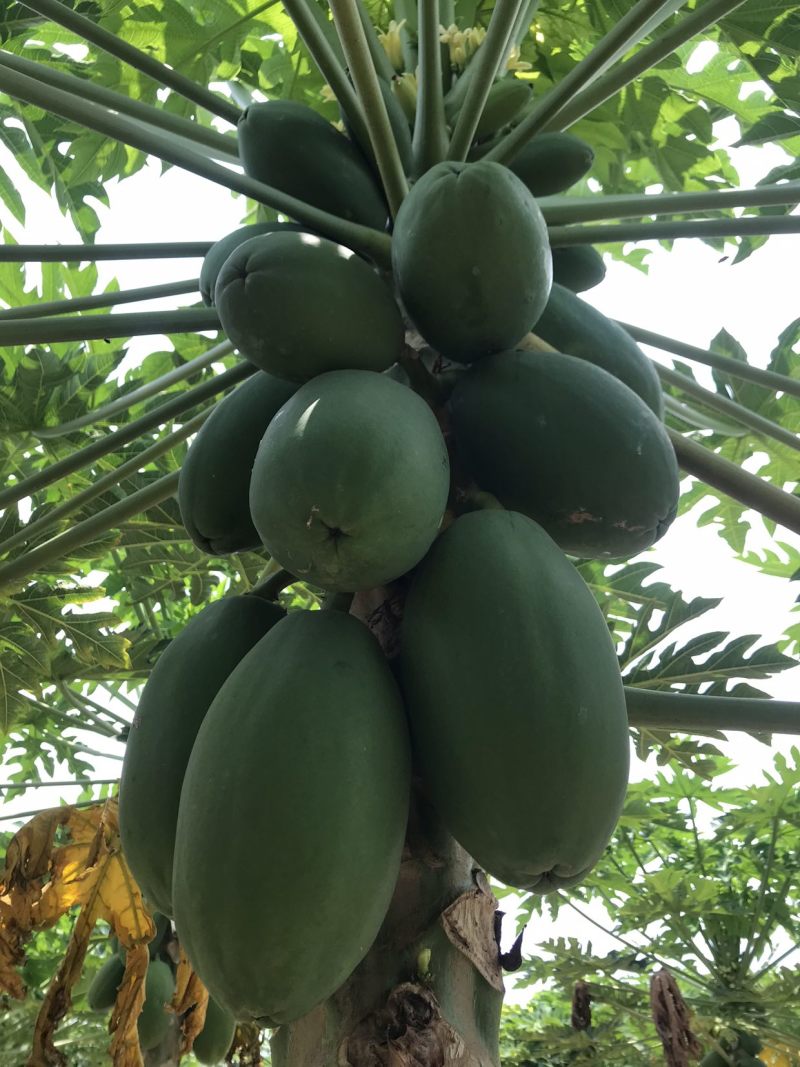 木瓜