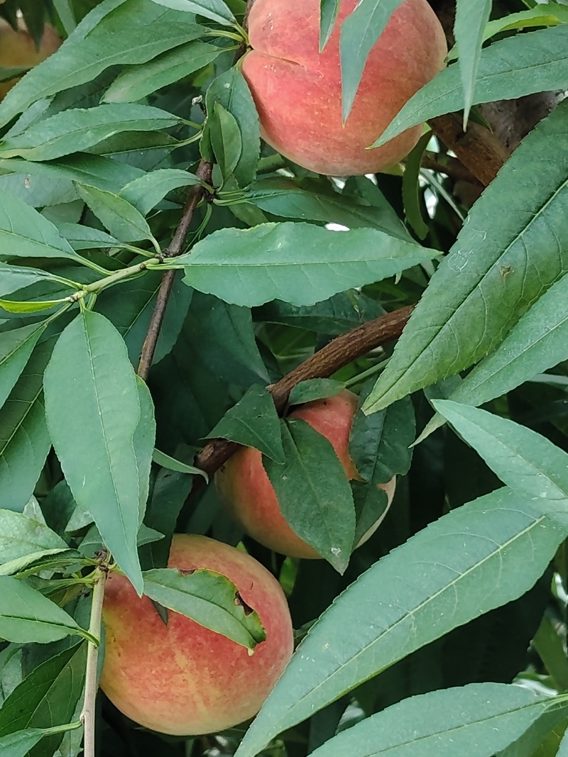 桃
