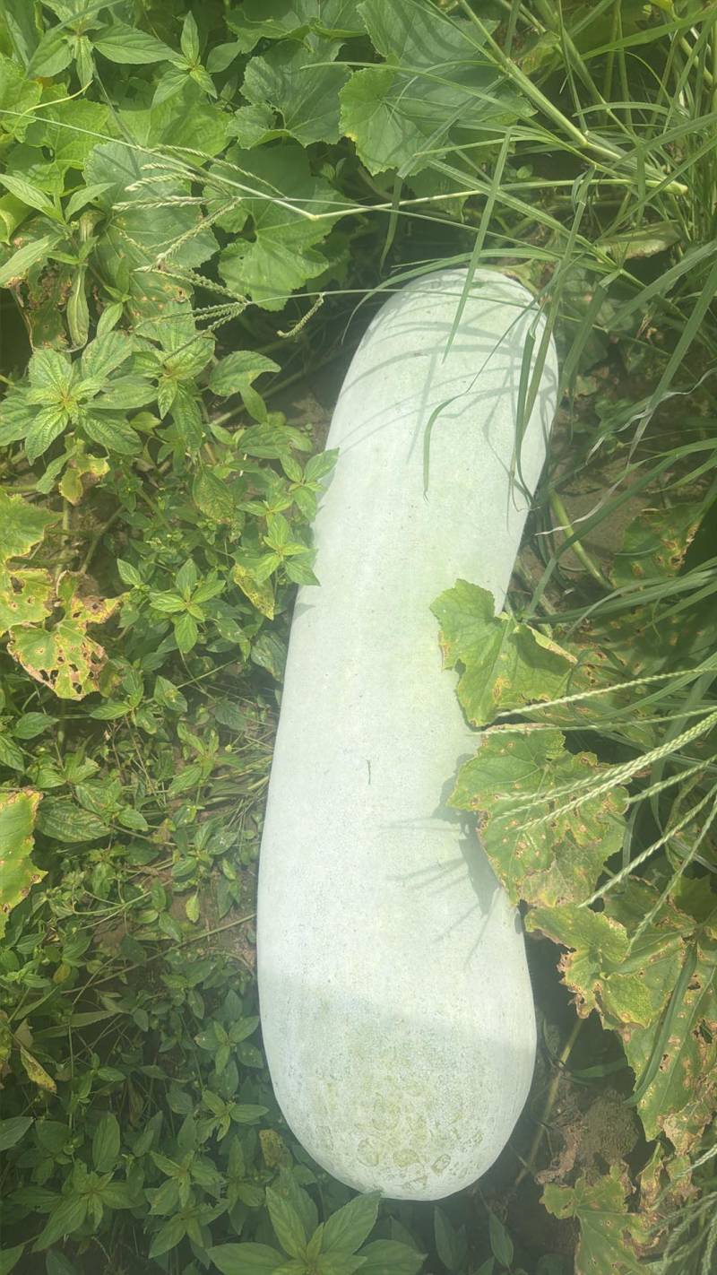 白皮冬瓜20斤起步