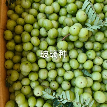 牛柑果赤皮/玻璃种