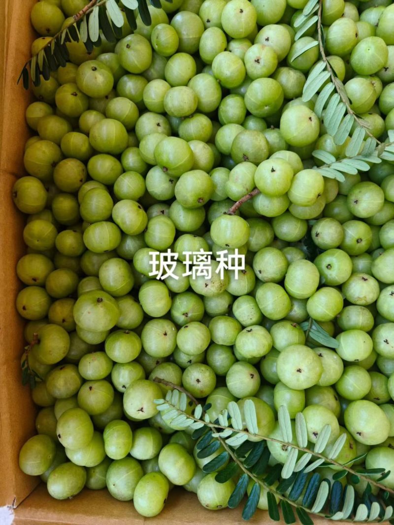 牛柑果赤皮/玻璃种
