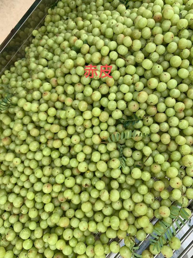 牛柑果赤皮/玻璃种