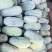 水果冬瓜精品3-6斤包装，无裂果、无虫眼、次货不上车