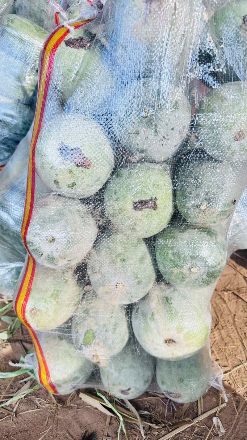 水果冬瓜精品3-6斤包装，无裂果、无虫眼、次货不上车