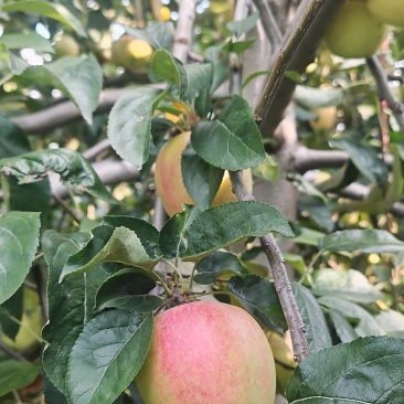 鲁丽苹果
