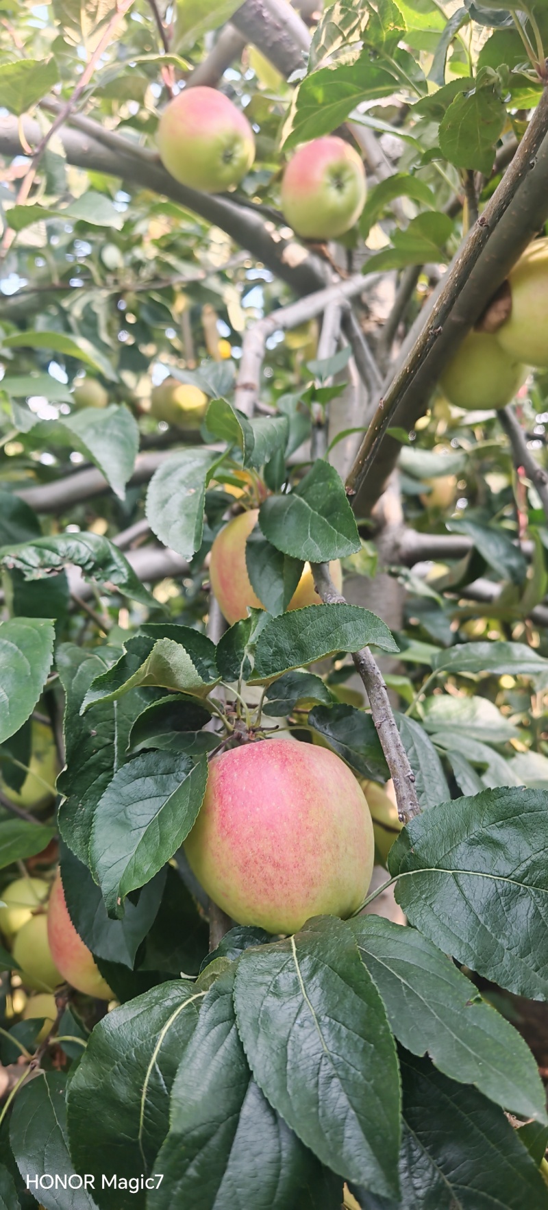 鲁丽苹果