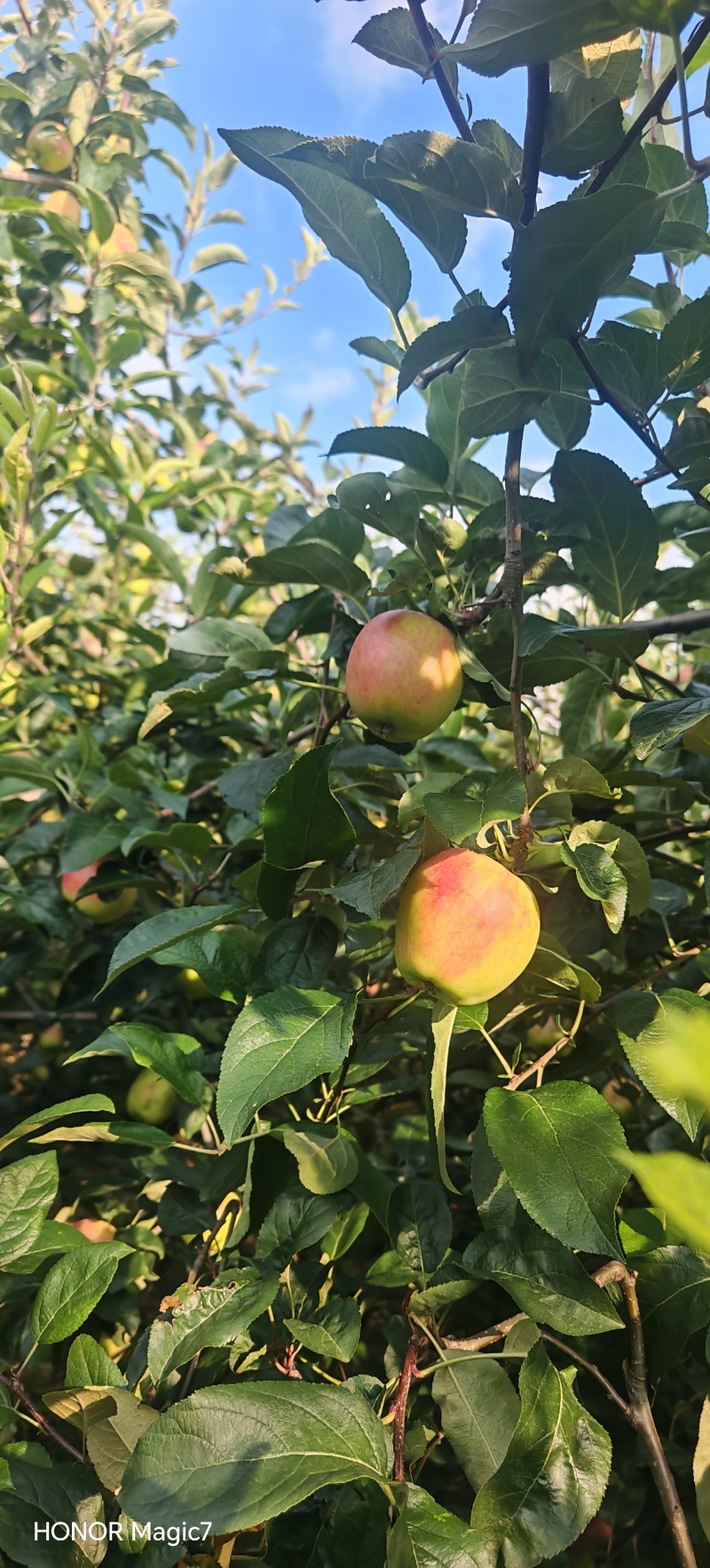 鲁丽苹果