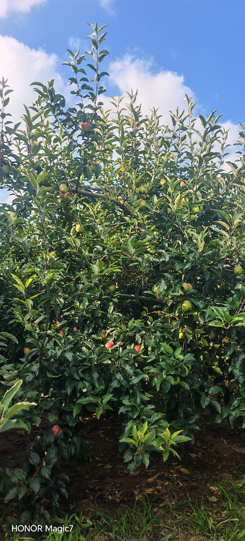 鲁丽苹果