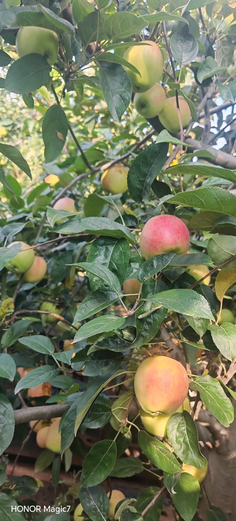 鲁丽苹果