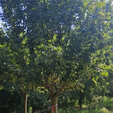 樱花树十五到二十二公分
