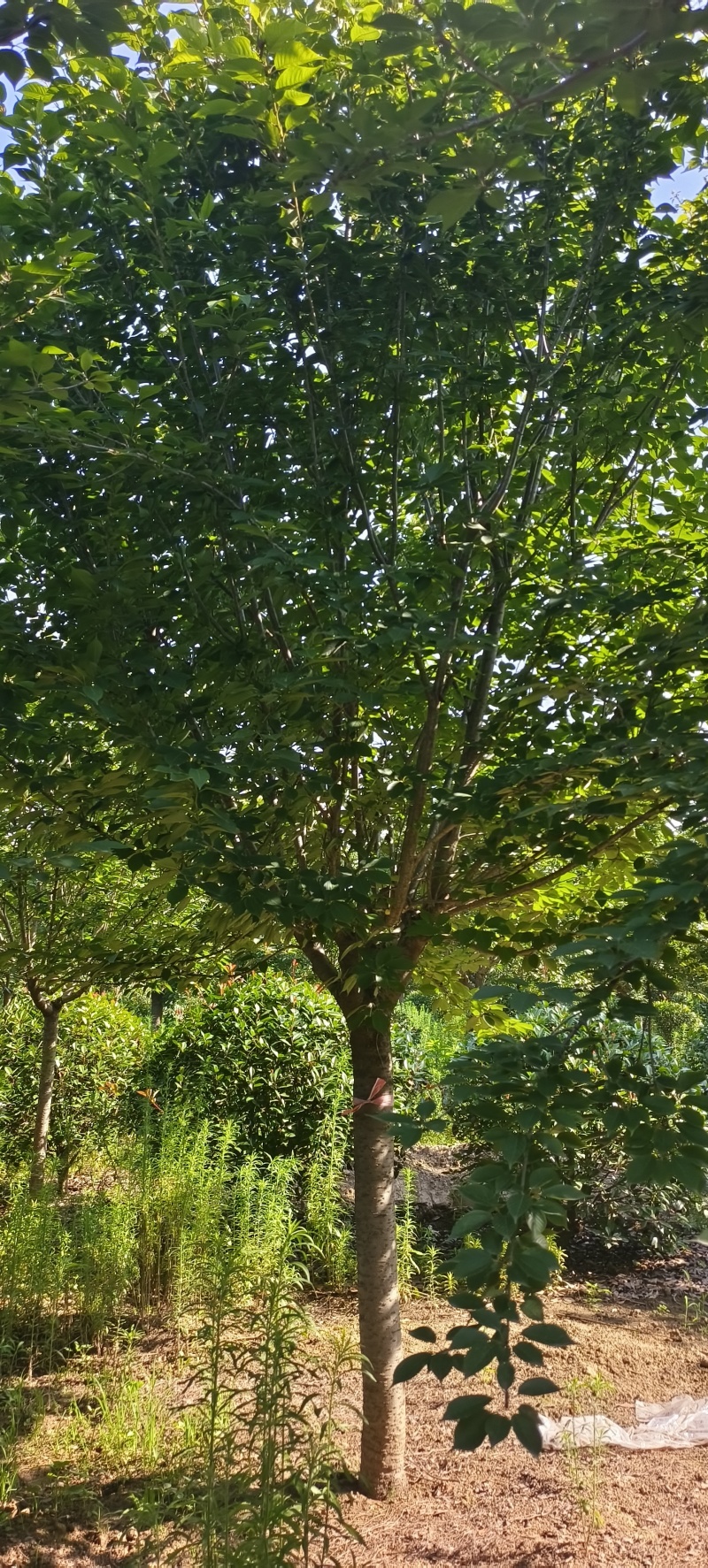 樱花树十五到二十二公分