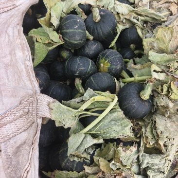 南瓜贝贝南瓜，4两起步