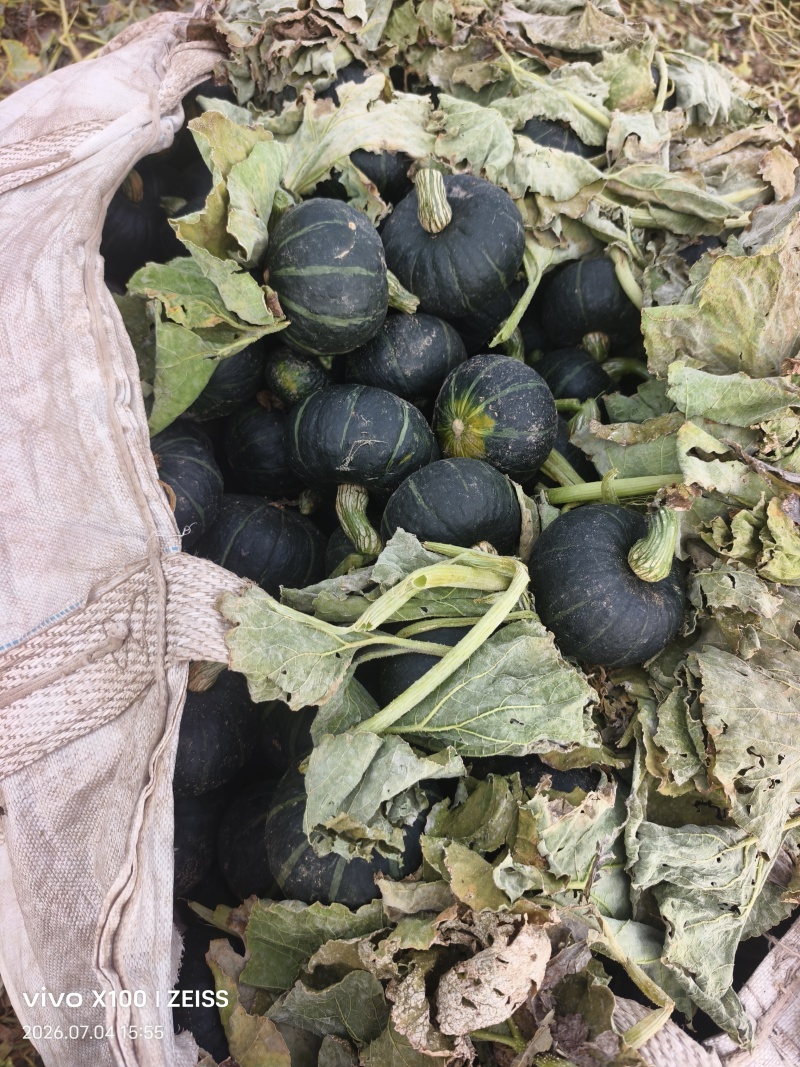南瓜贝贝南瓜，4两起步