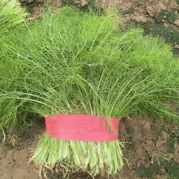 茴香精品