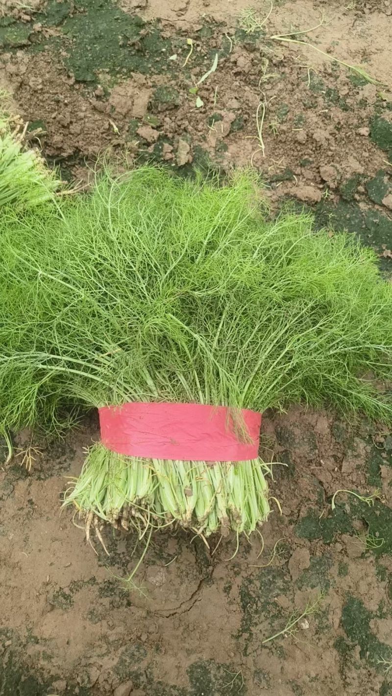 茴香精品