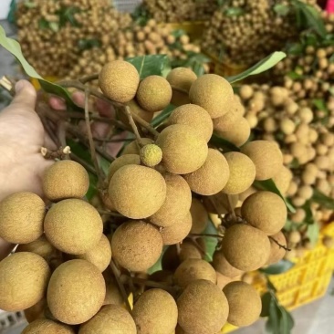 石硖龙眼