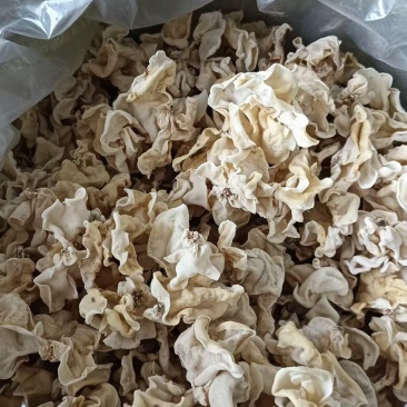 玉木耳大片中片小片筛选