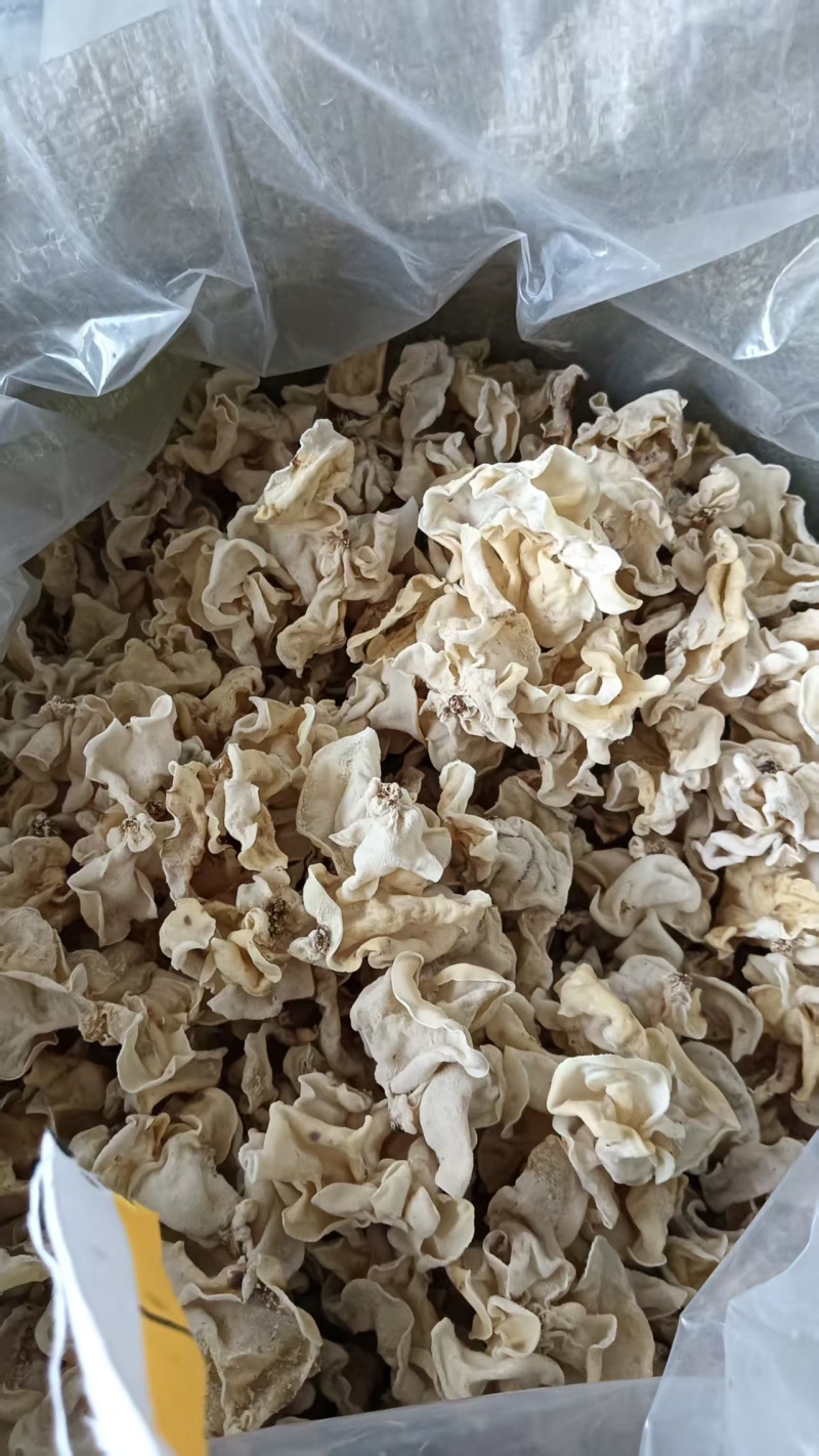 玉木耳大片中片小片筛选