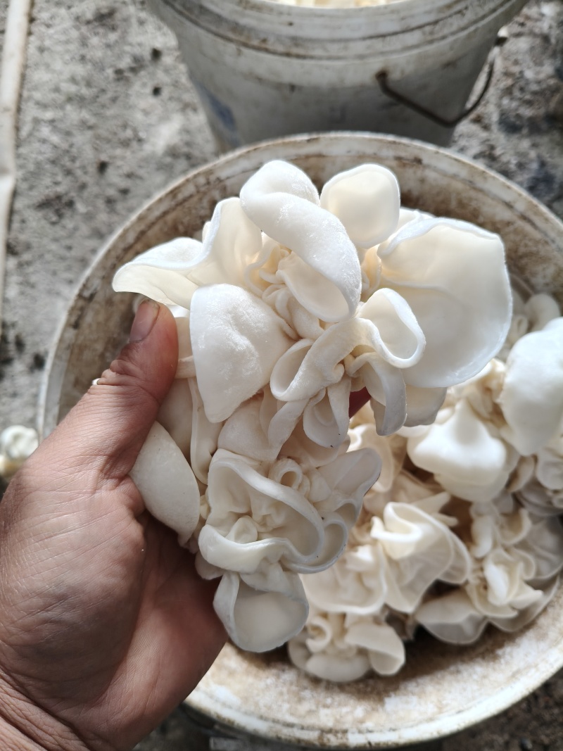 玉木耳大片中片小片筛选