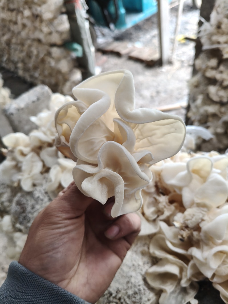 玉木耳大片中片小片筛选